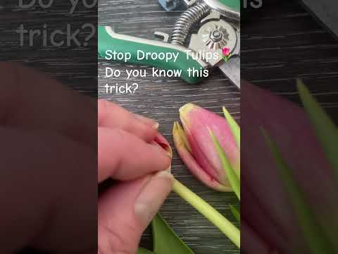 The Art Of Slicing Flower Stems: A Complete Information To Maximizing Bloom Life And Wonder The Art Of Slicing Flower Stems: A Complete Information To Maximizing Bloom Life And Wonder